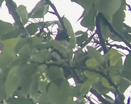 Rose-breasted Grosbeak - ML577710711