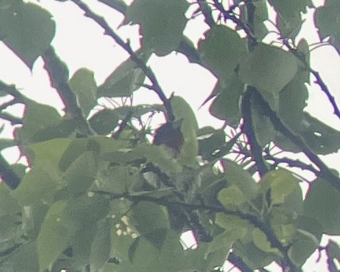 Rose-breasted Grosbeak - ML577710721