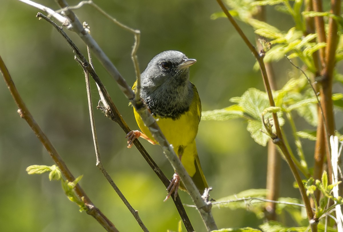 Mourning Warbler - ML577710791