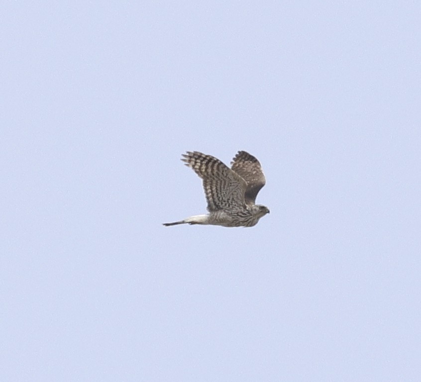 Cooper's Hawk - ML577711091