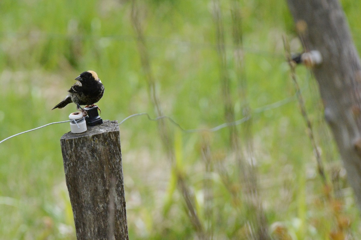 bobolink - ML57771131