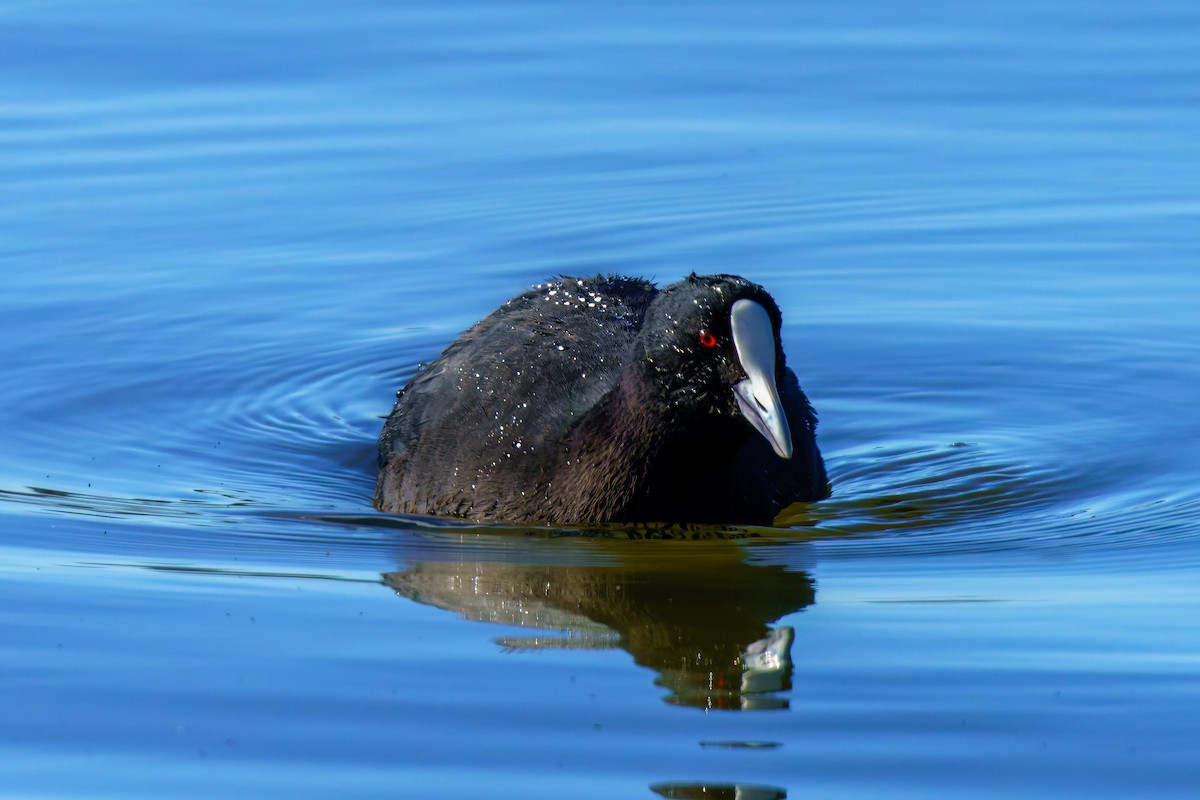 Eurasian Coot - ML577712161