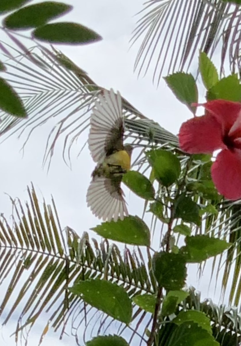Metallic-winged Sunbird (Bohol) - mark nasia