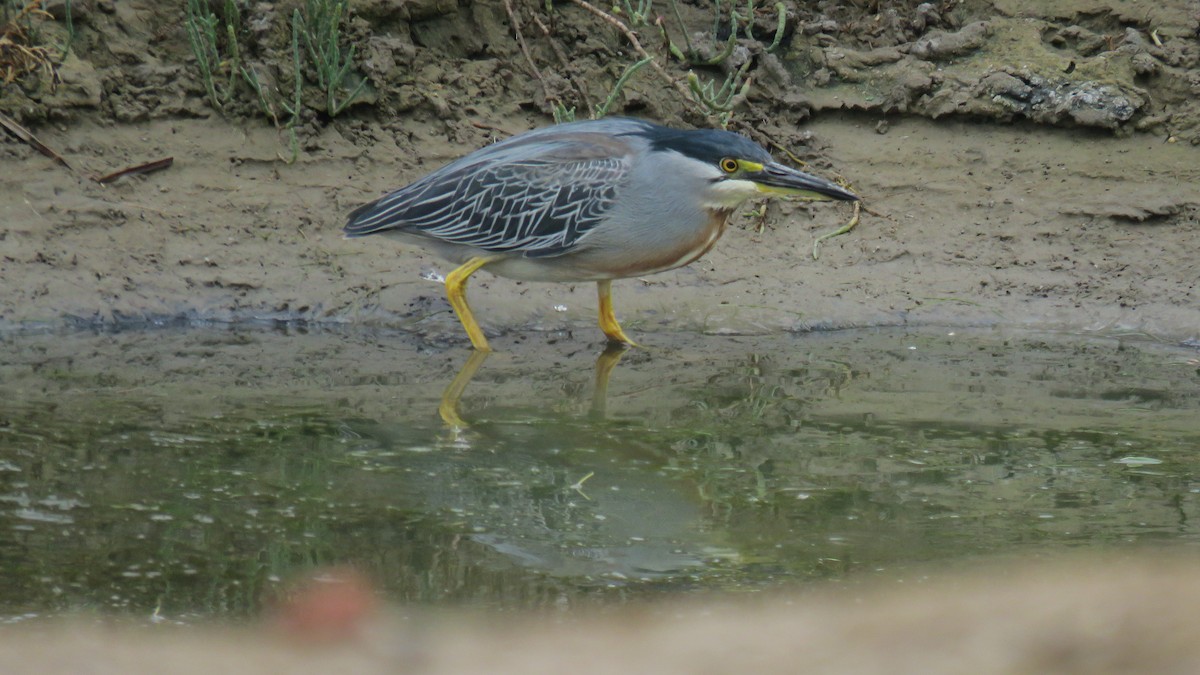 Striated Heron - su ortali