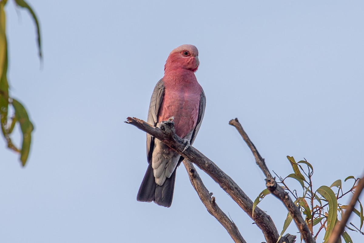 Cacatúa Galah - ML577717271