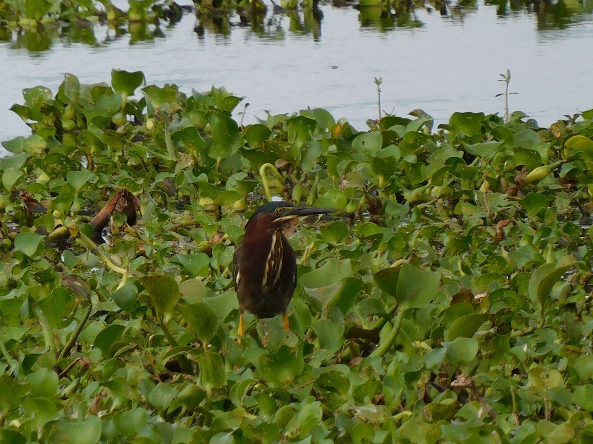 Green Heron - ML577719071