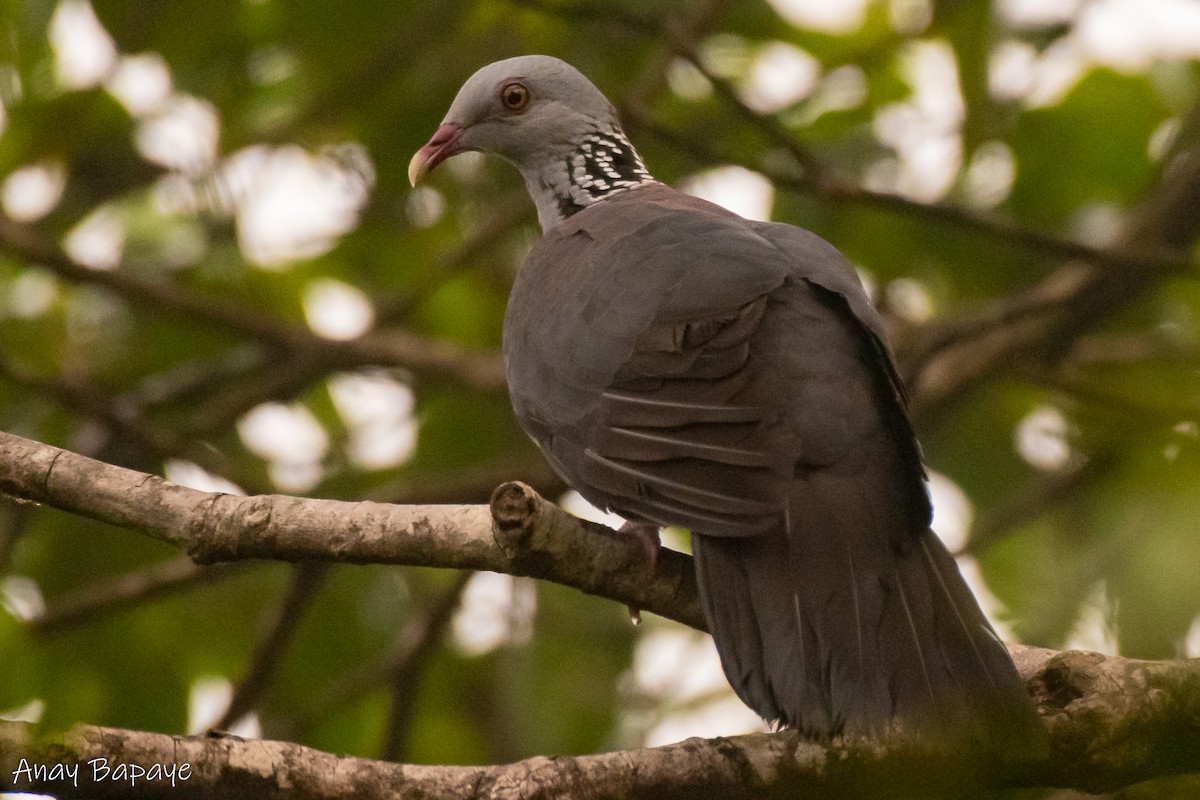 Nilgiri Wood-Pigeon - ML577719091