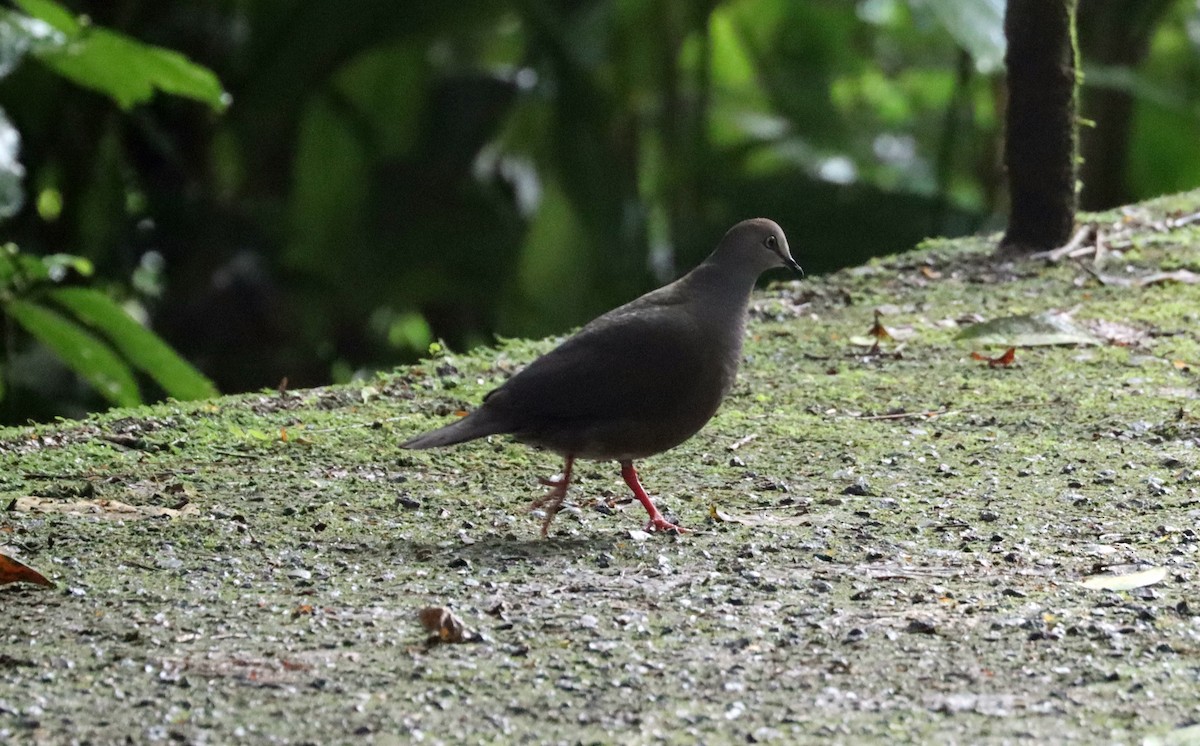 Gray-chested Dove - ML577719231