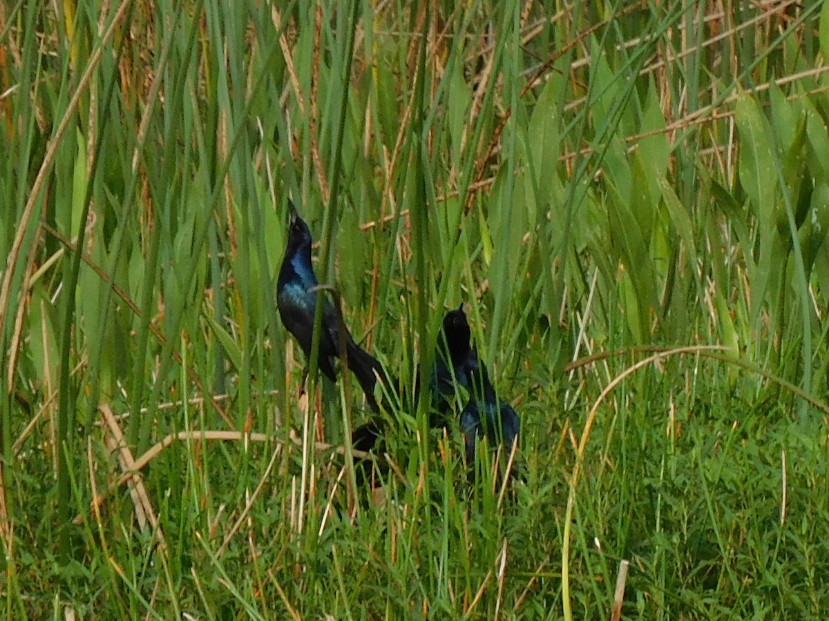 Boat-tailed Grackle - ML577719571