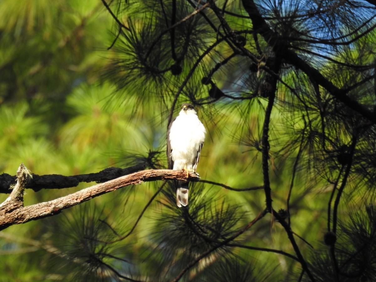 Sharp-shinned Hawk - ML577719771