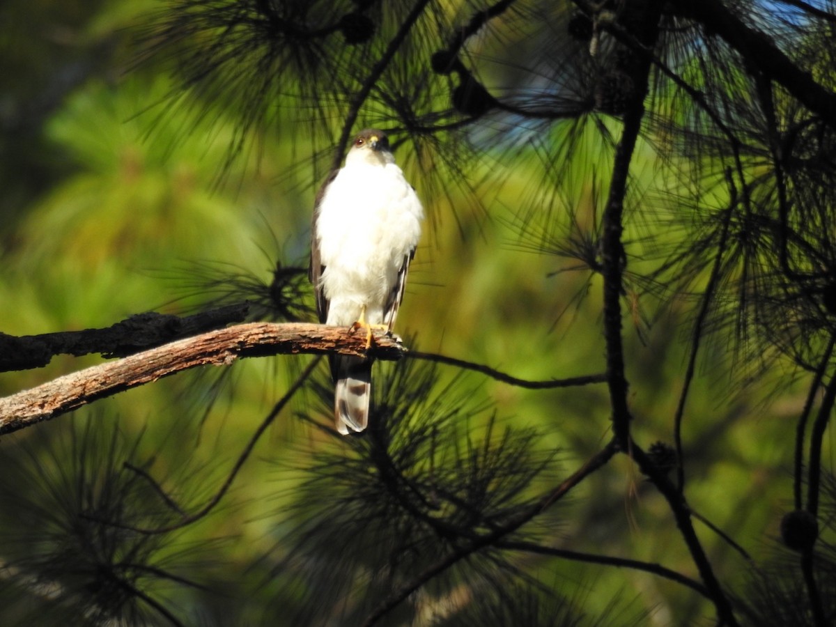 Sharp-shinned Hawk - ML577719781