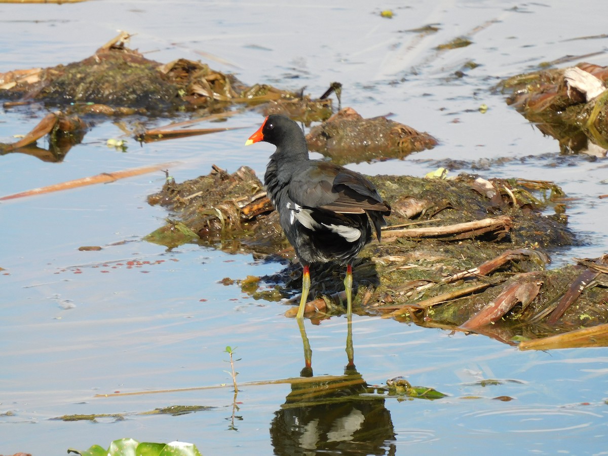 Gallinule d'Amérique (groupe galeata) - ML577719841