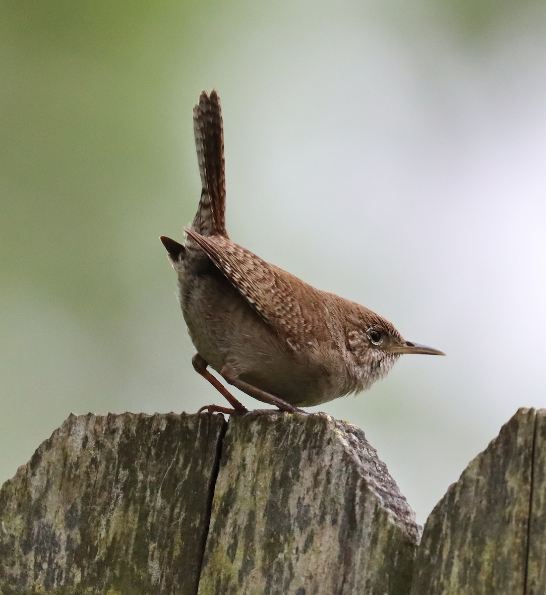 House Wren - ML577721481