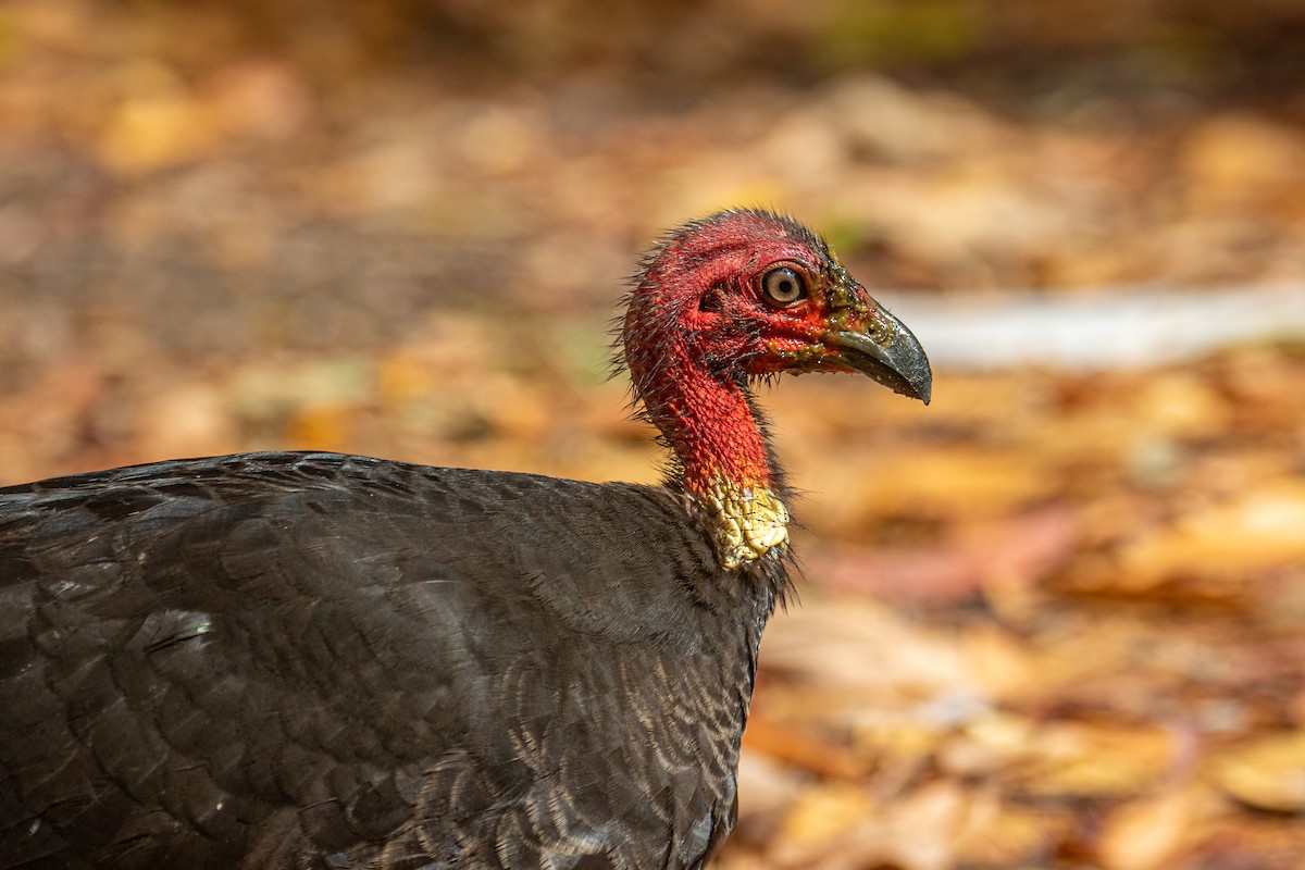 Australian Brushturkey - ML577722001