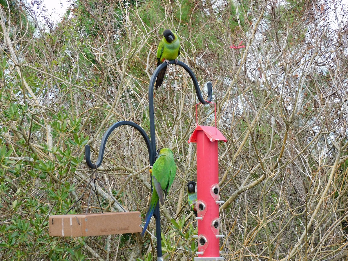 Nanday Parakeet - Eve Schultes-Ridge