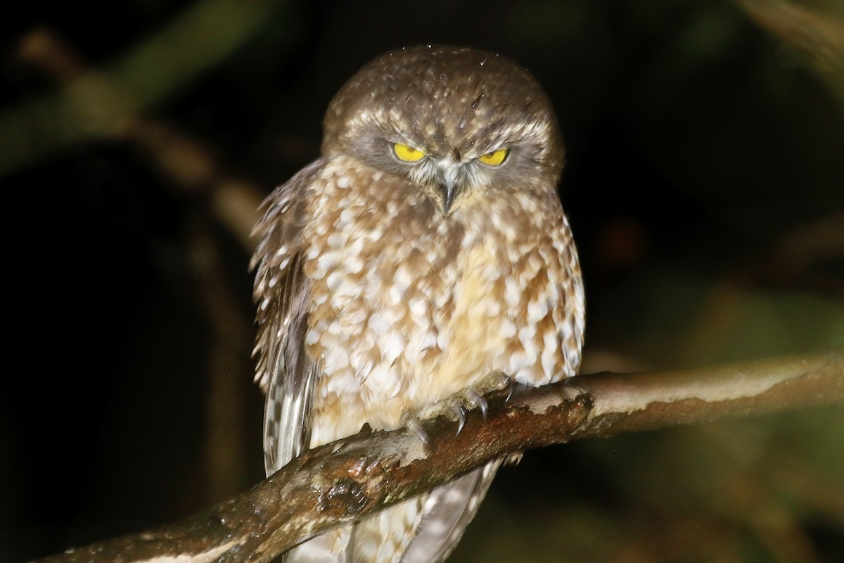 Tasmanian Boobook - ML577722671