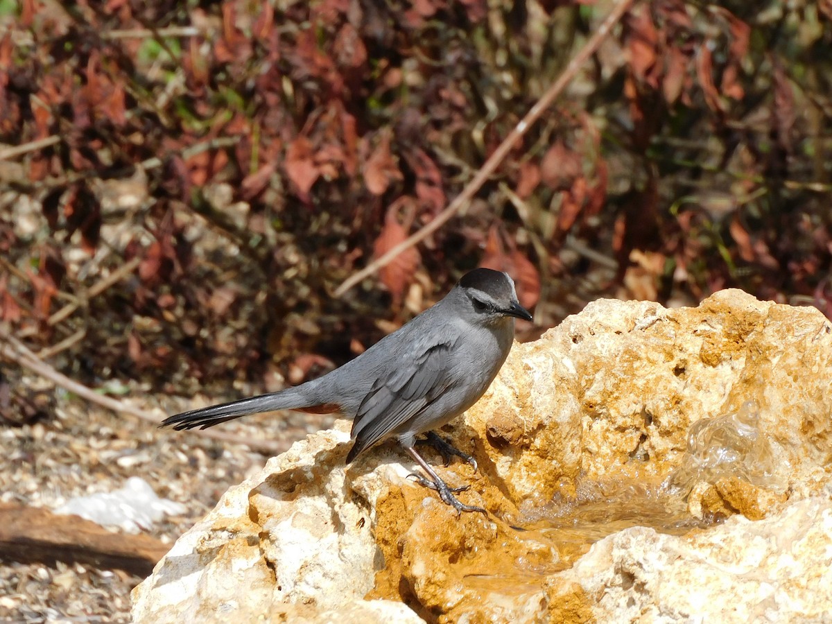 Gray Catbird - ML577722851