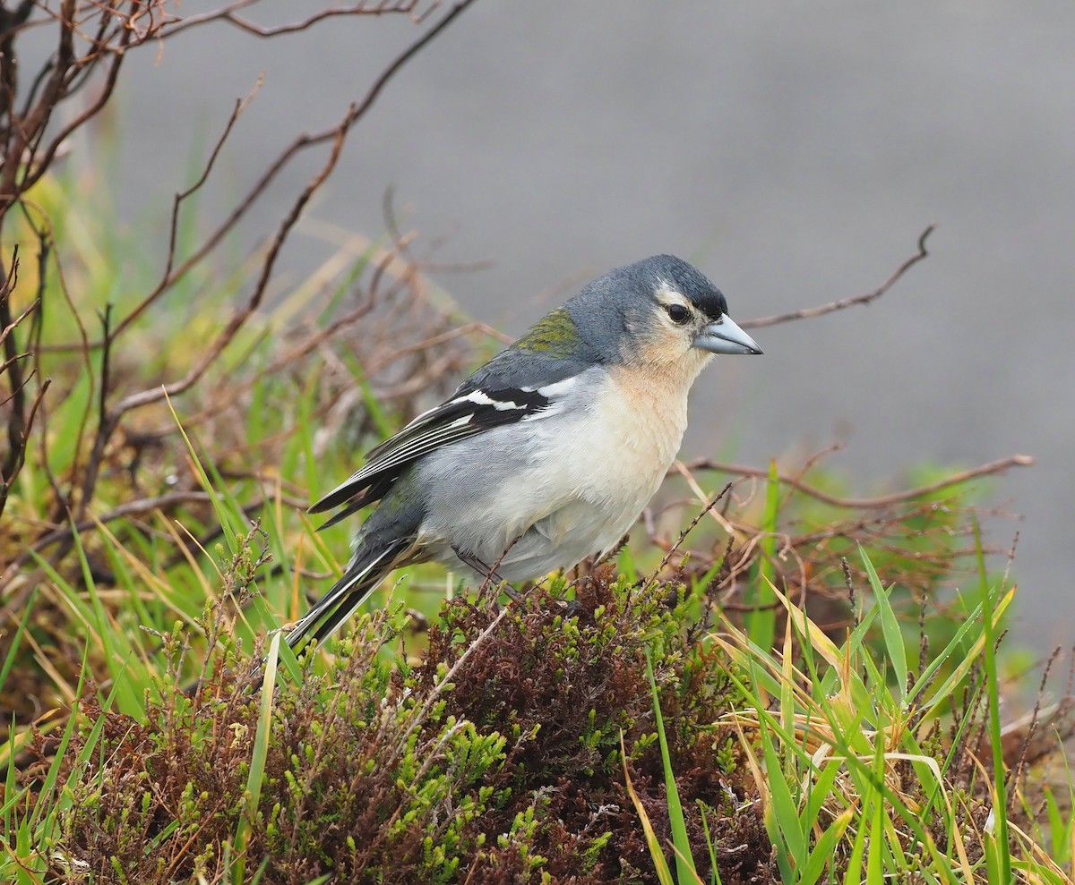 Azores Chaffinch - Rosario Douglas