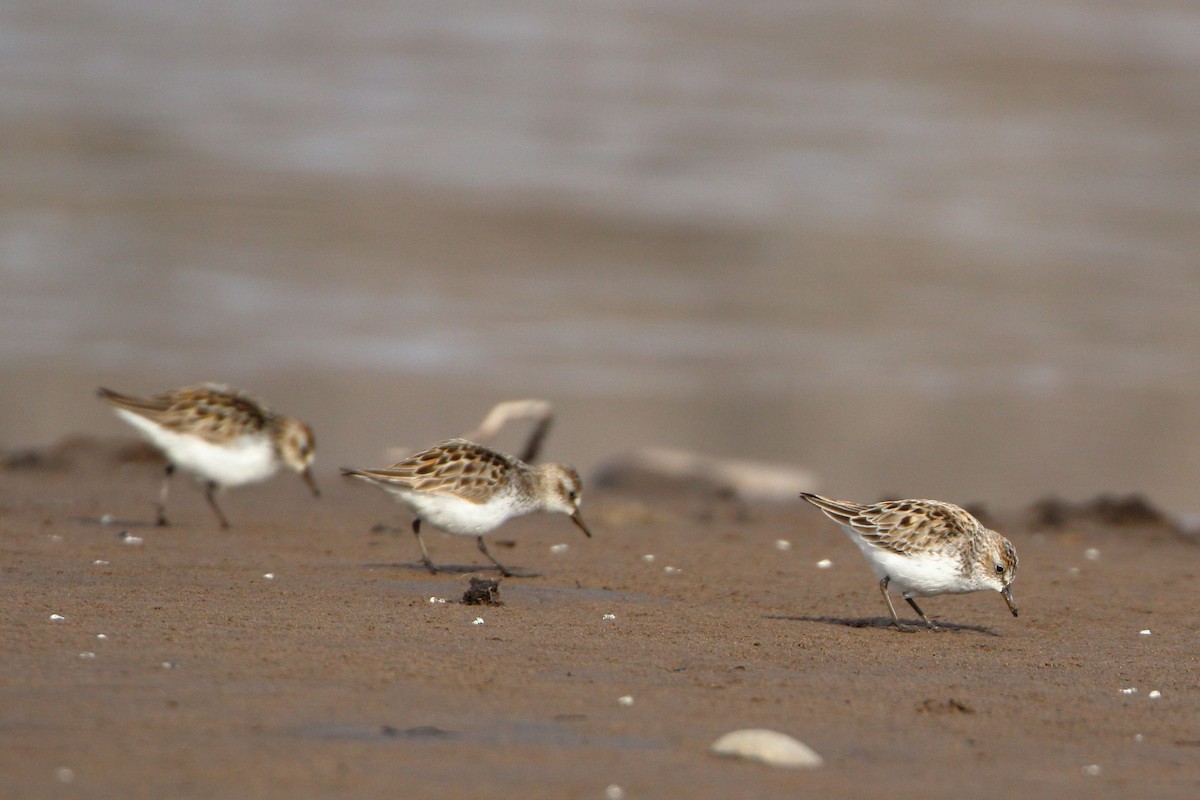 Semipalmated Sandpiper - ML577723721