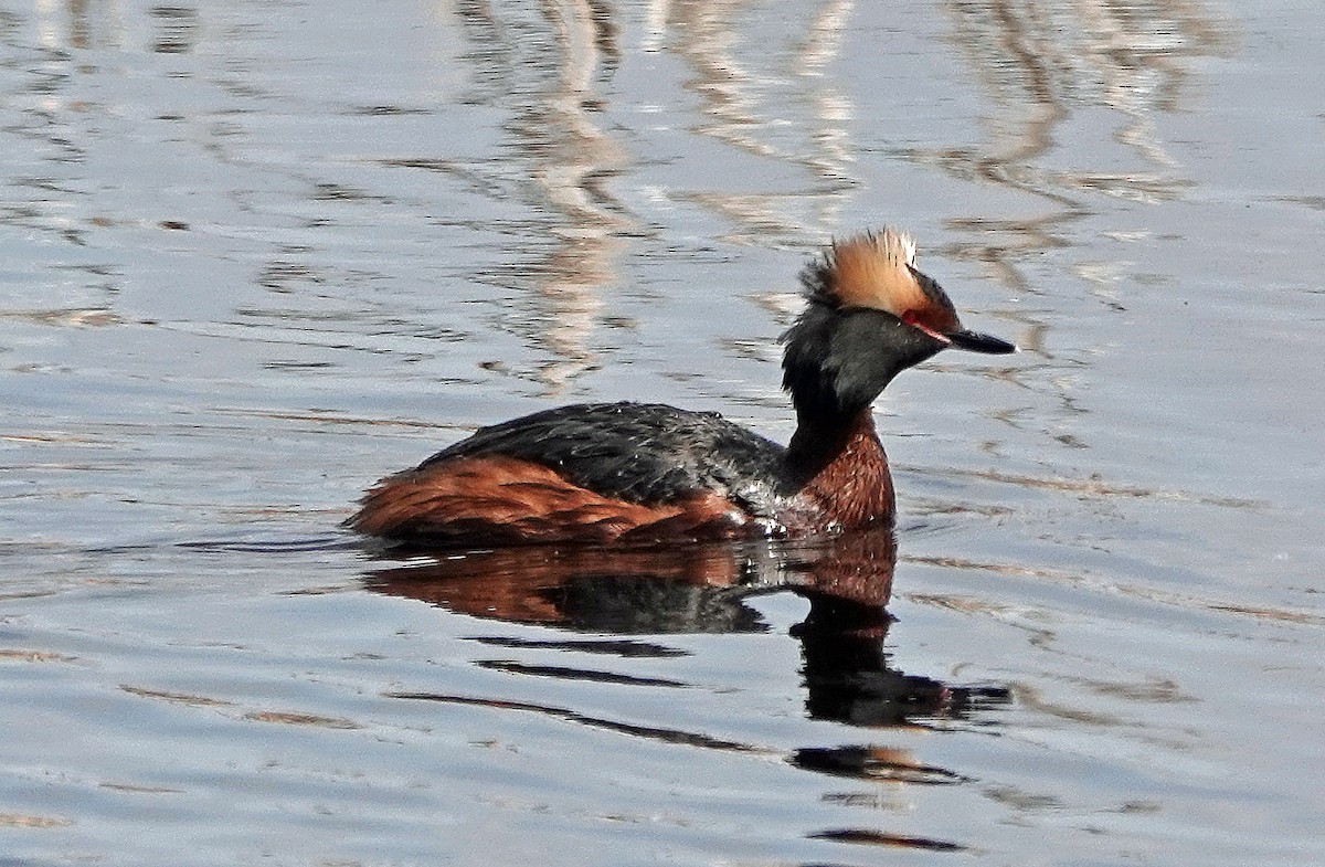 Horned Grebe - Noreen Rudd