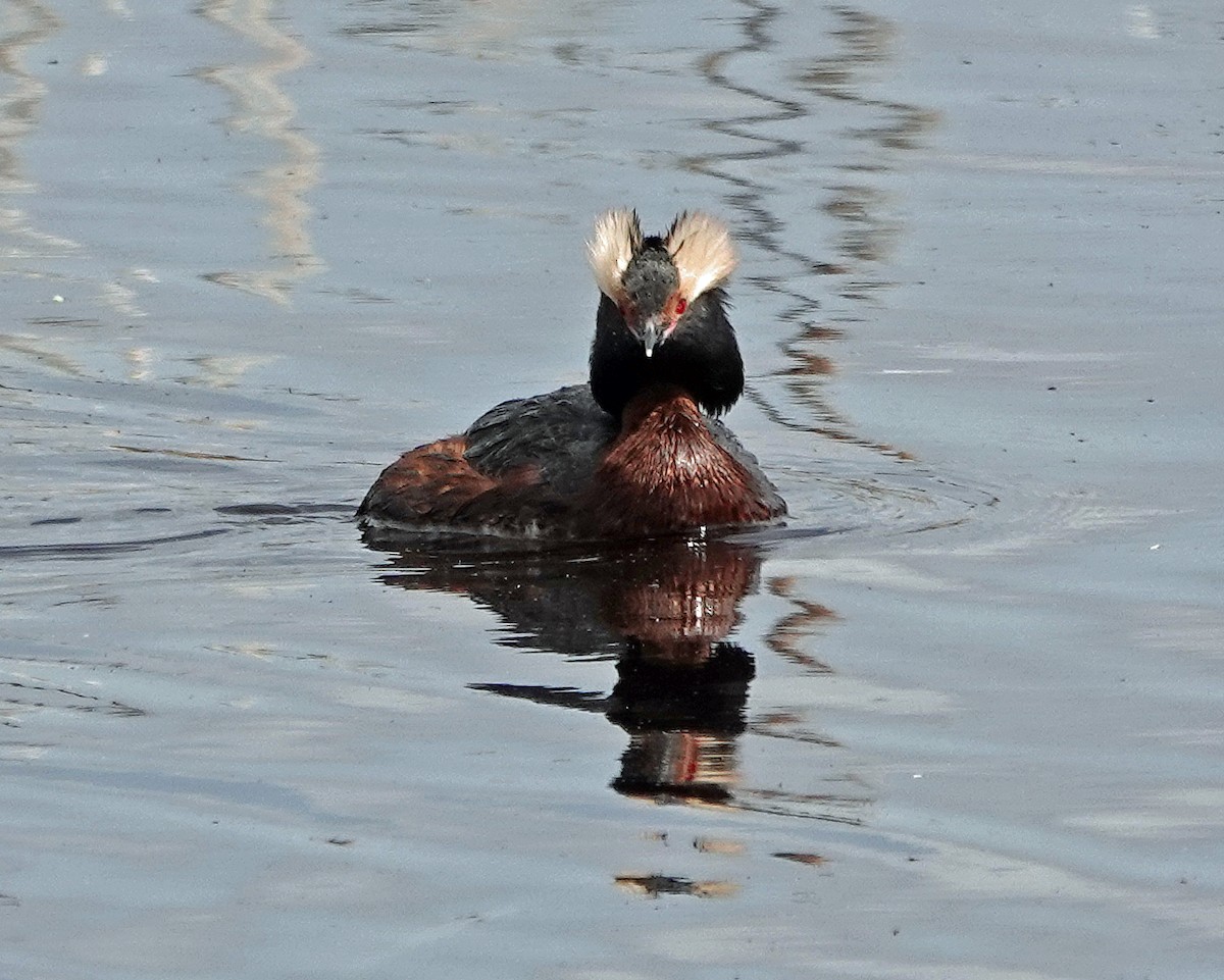 Horned Grebe - Noreen Rudd