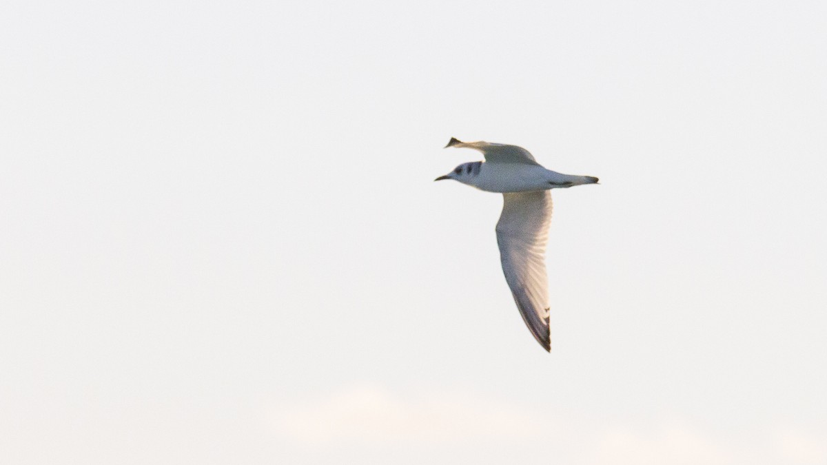 Black-legged Kittiwake - ML577724861