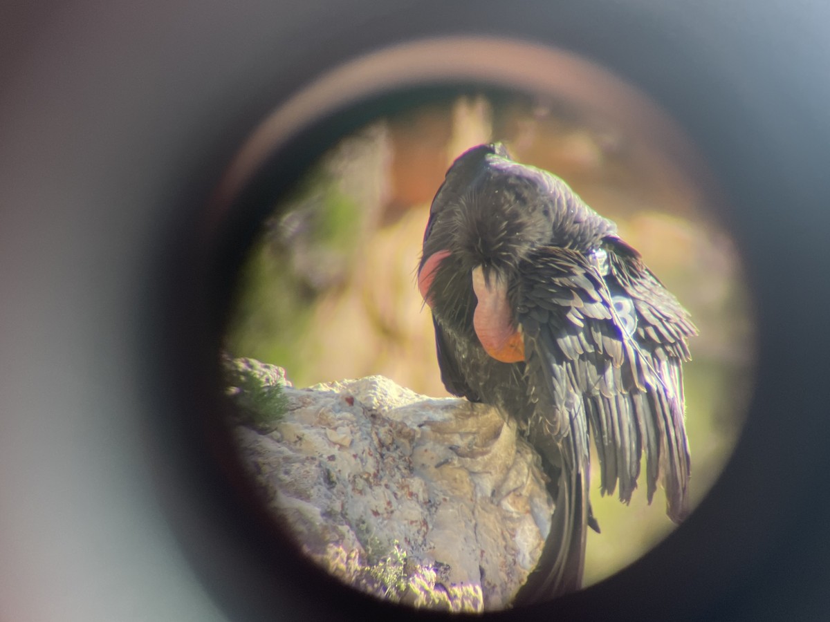 California Condor - ML577724951