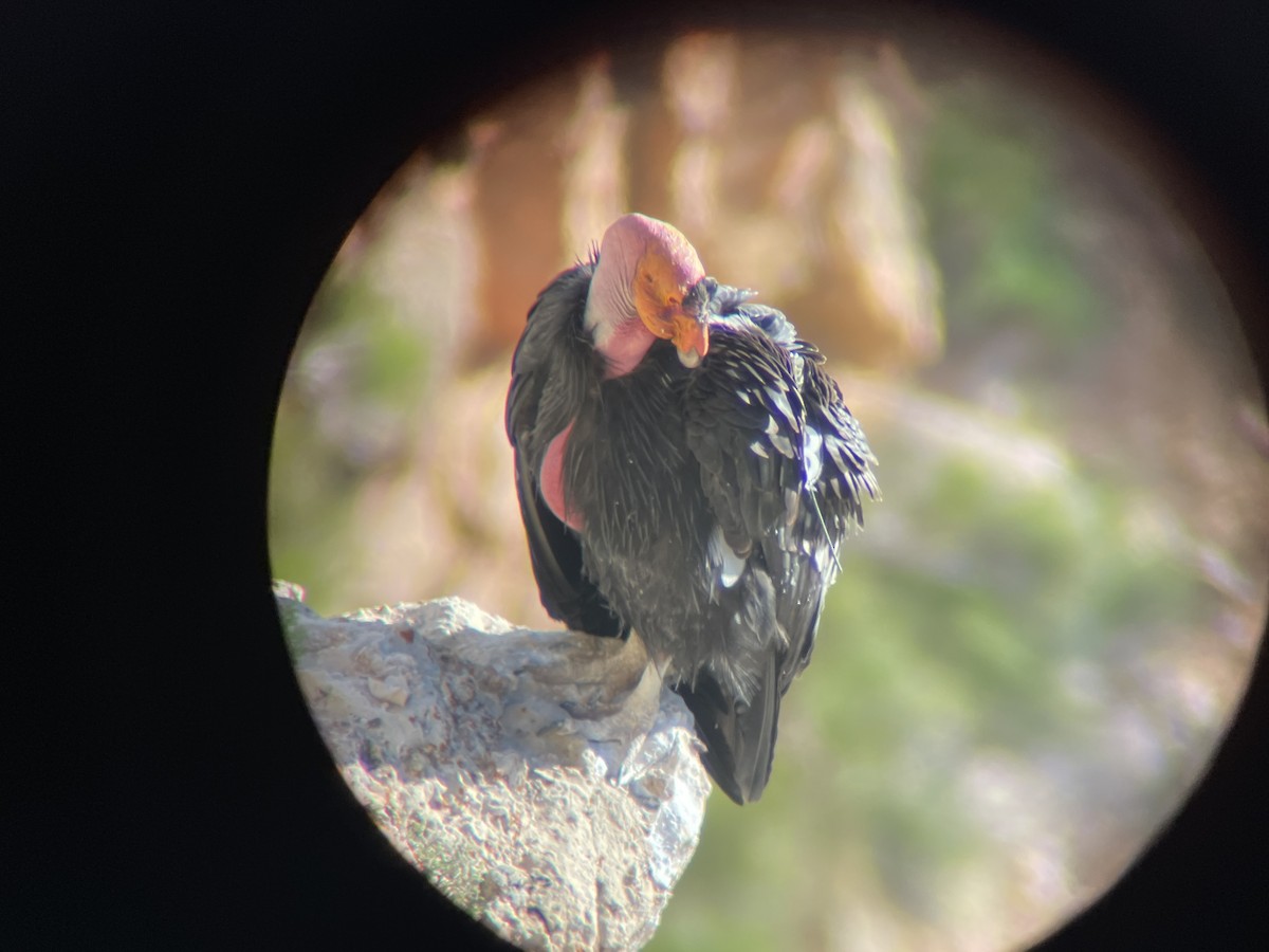 California Condor - ML577725781