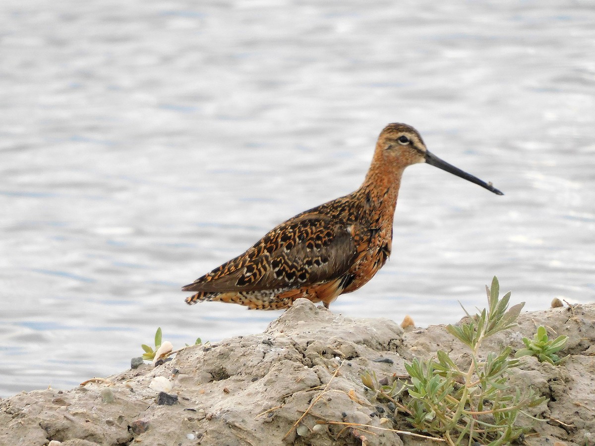 Long-billed Dowitcher - ML577727081