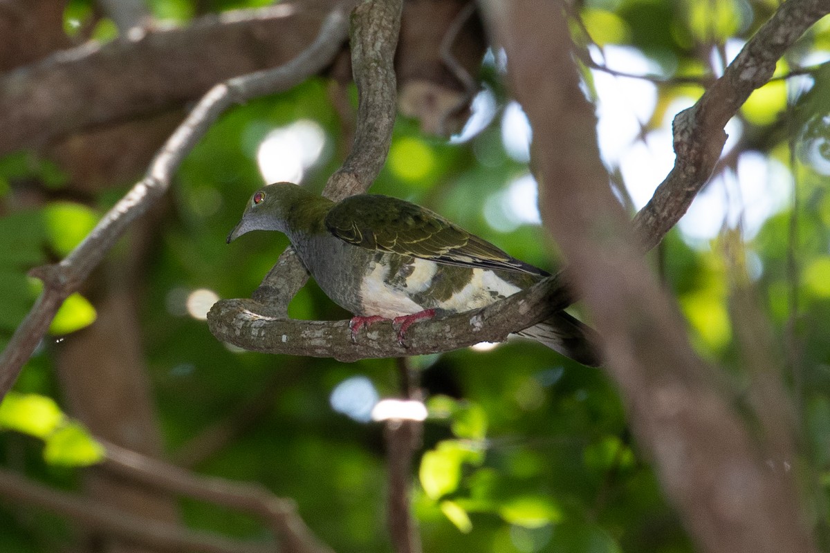 Superb Fruit-Dove - ML577727301