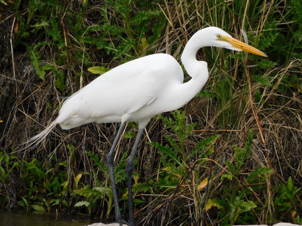 Great Egret - ML577727341