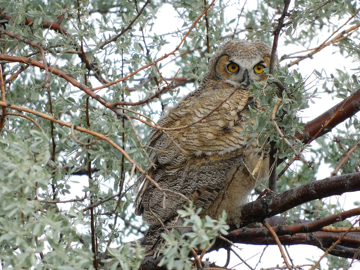 Great Horned Owl - ML577727471