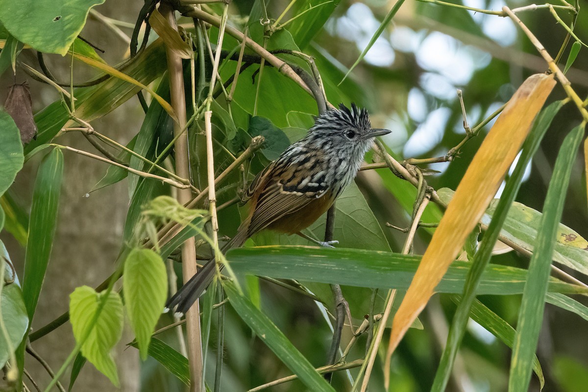 Santa Marta Antbird - David Olsen