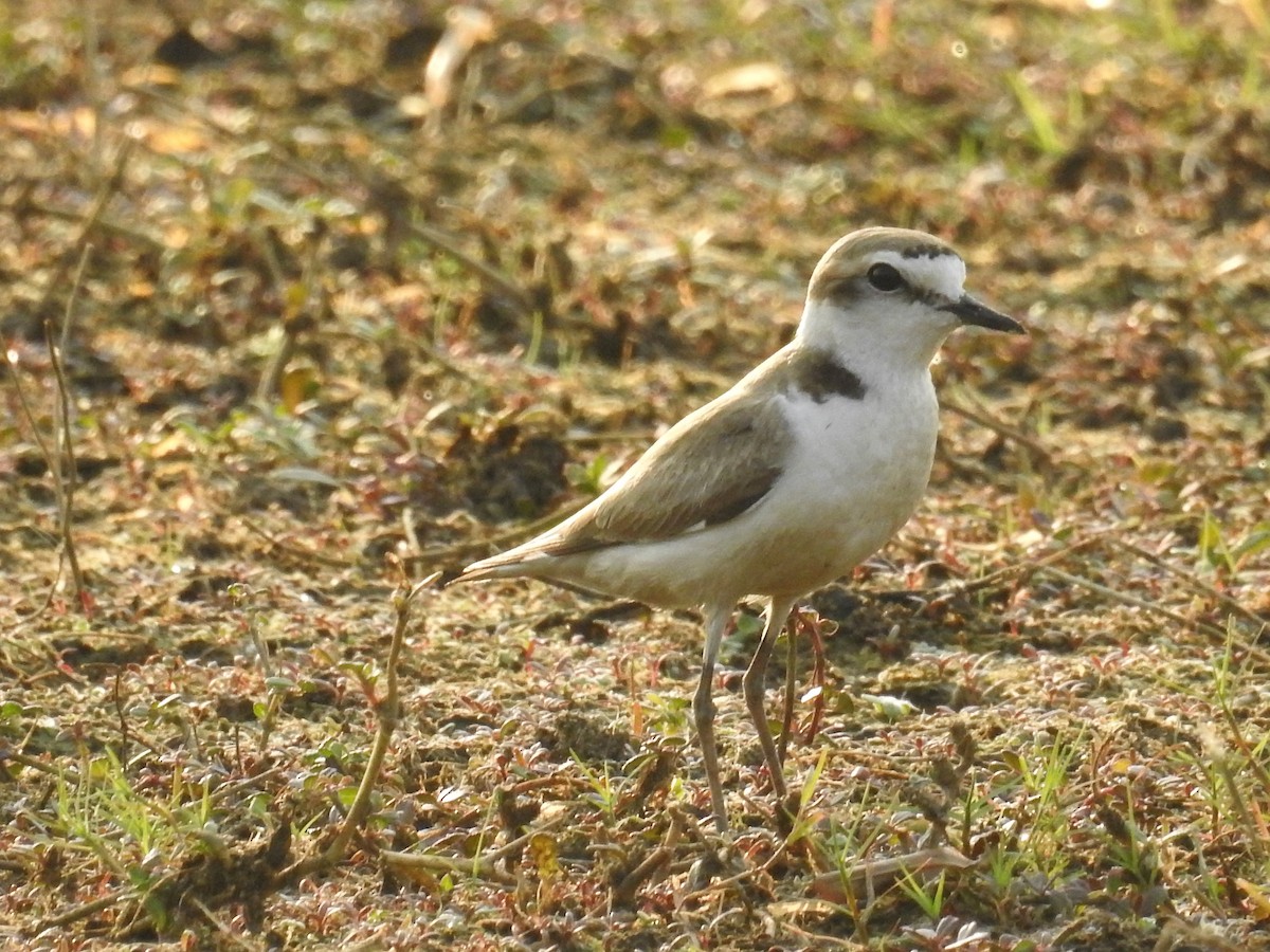 Kentish Plover - Tina Toth