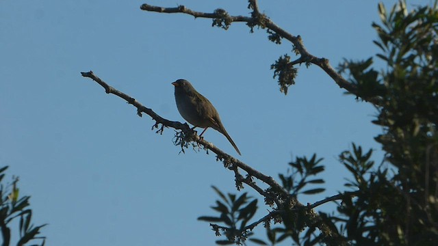 Great Pampa-Finch - ML577728741