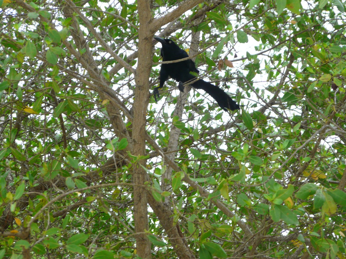 Great-tailed Grackle - ML577729061