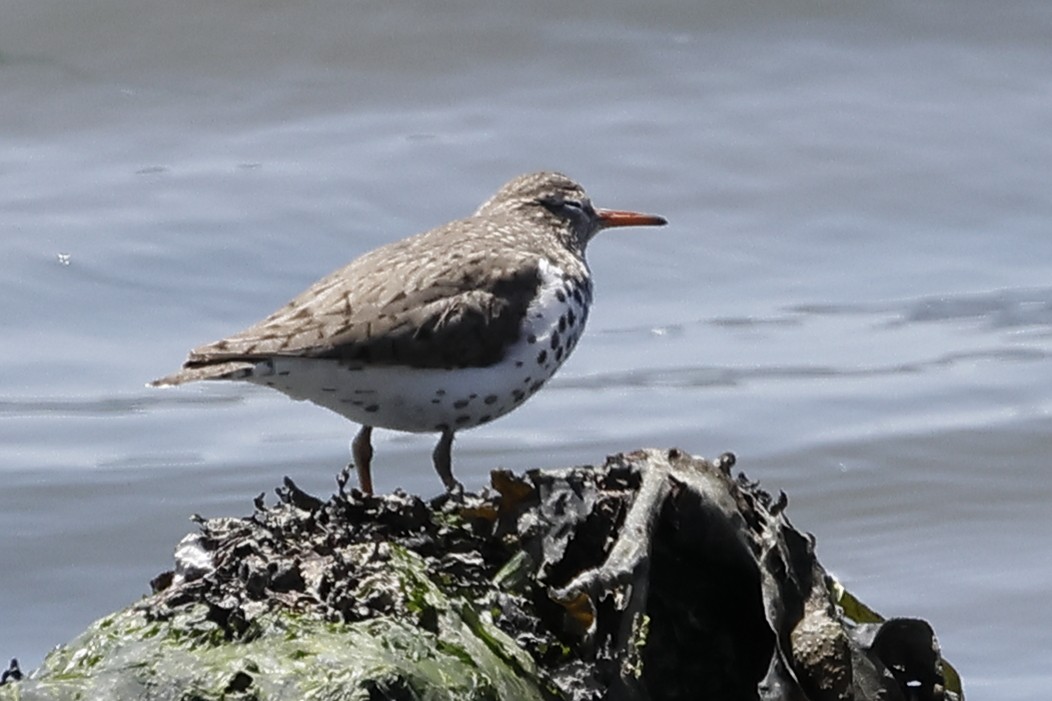 Spotted Sandpiper - Julianna  Paradisi