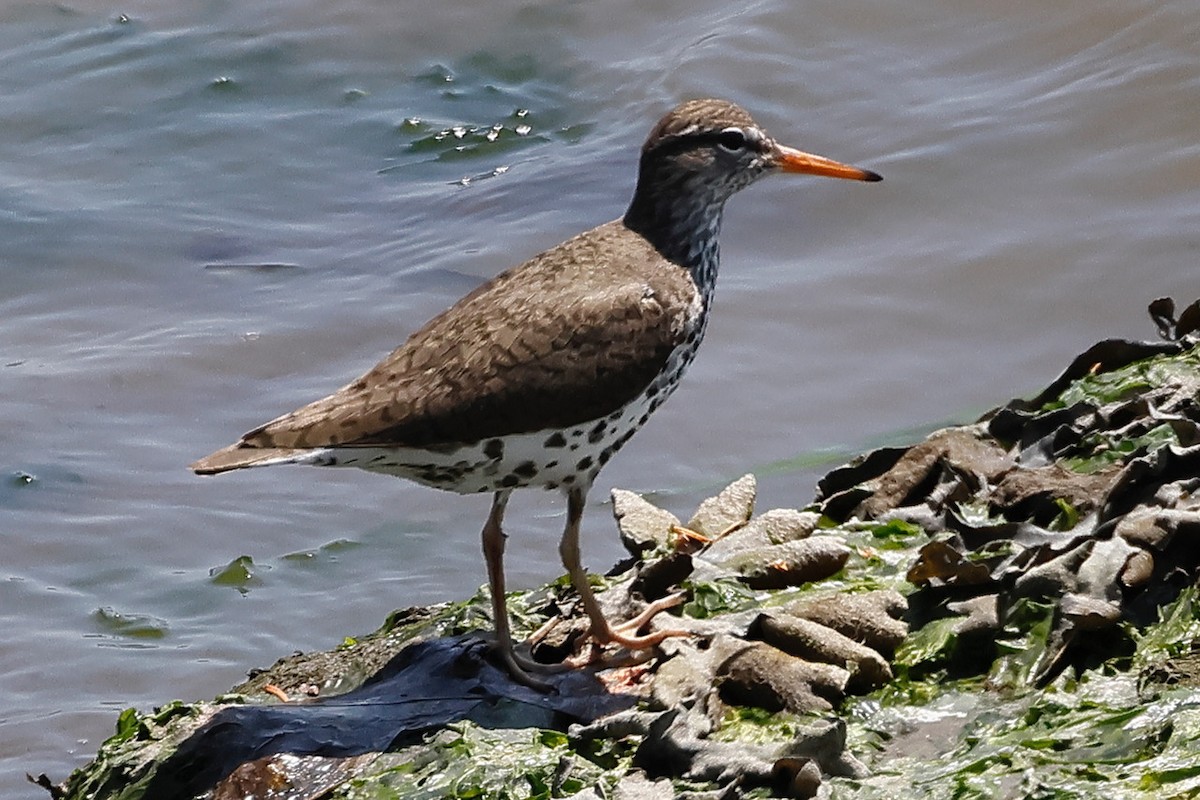 Spotted Sandpiper - Julianna  Paradisi