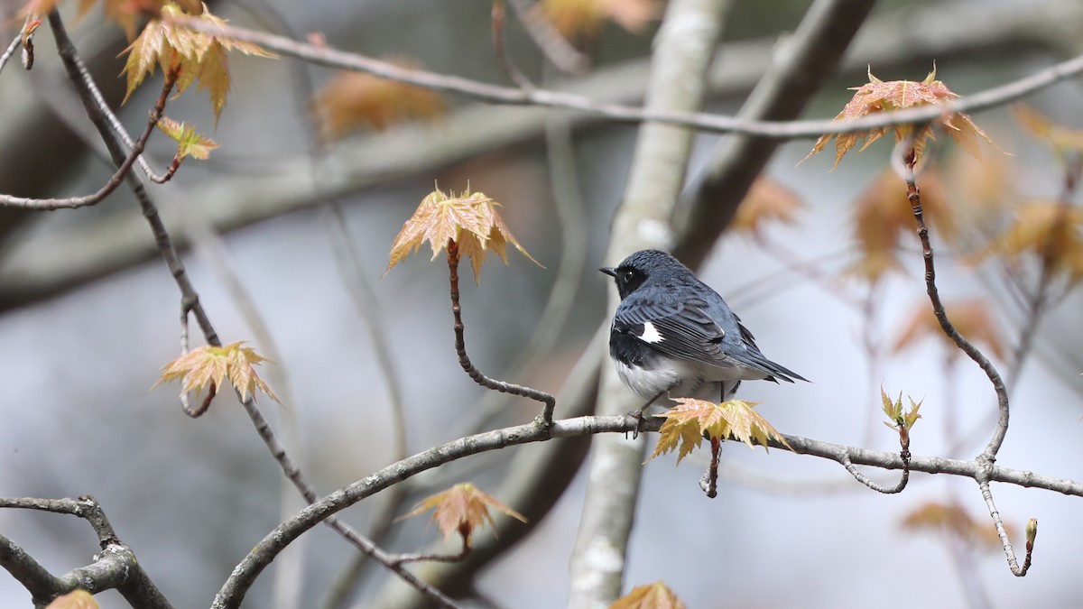 Black-throated Blue Warbler - Daniel Jauvin