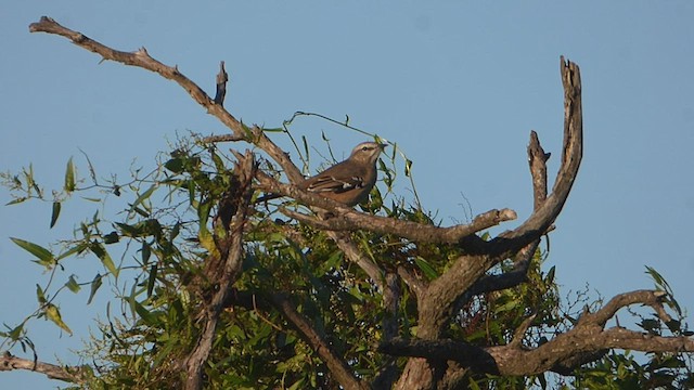 Patagonian Mockingbird - ML577729971