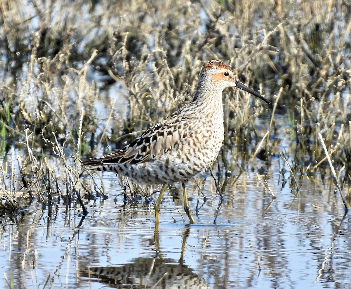 Stilt Sandpiper - ML577730181