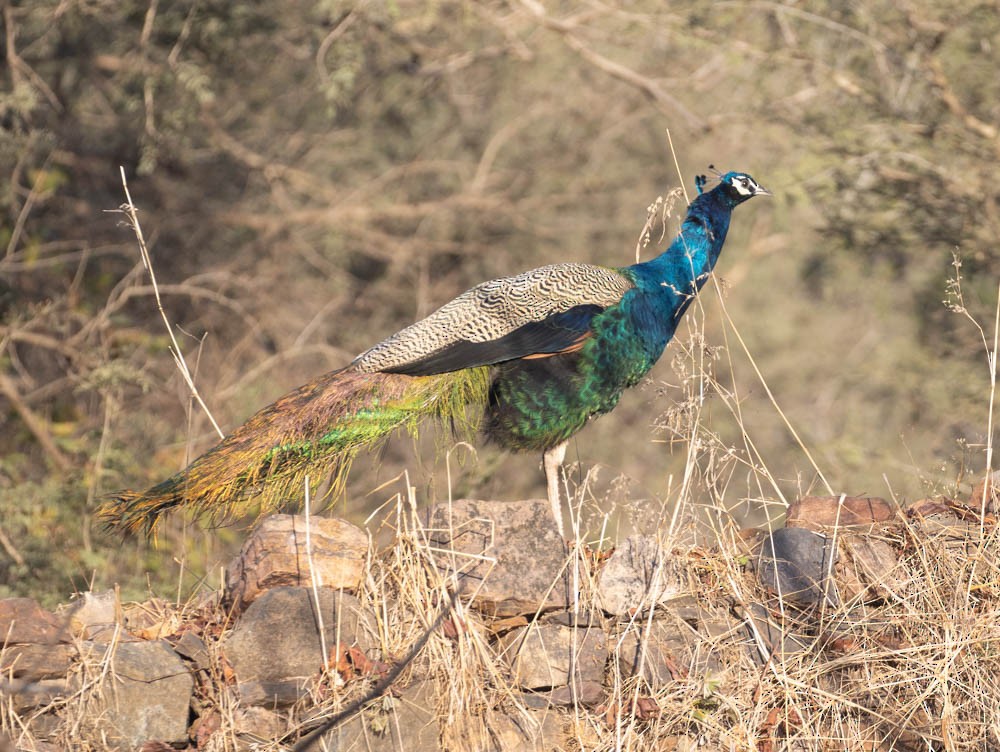 Indian Peafowl - Lindy Fung