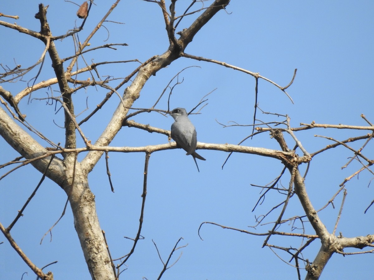 Crested Treeswift - ML577732411