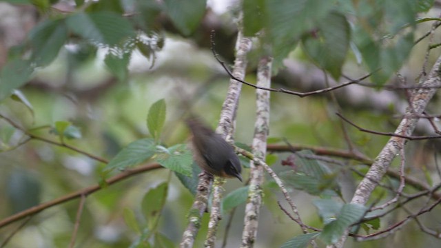 Black-eared Hemispingus - ML577732801