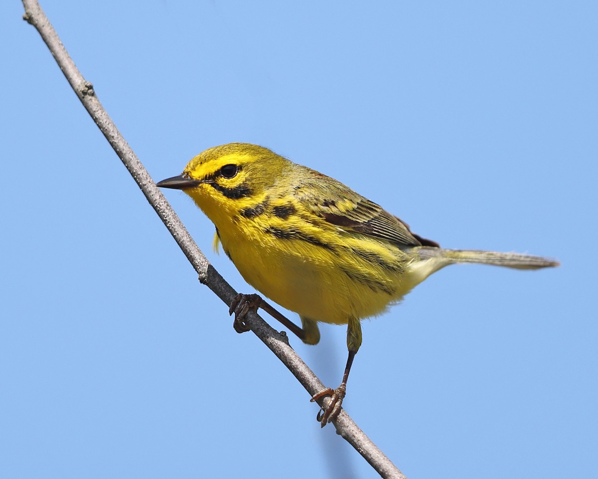 Paruline des prés - ML577732971