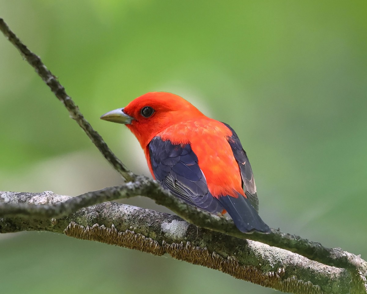 Piranga écarlate - ML577733041