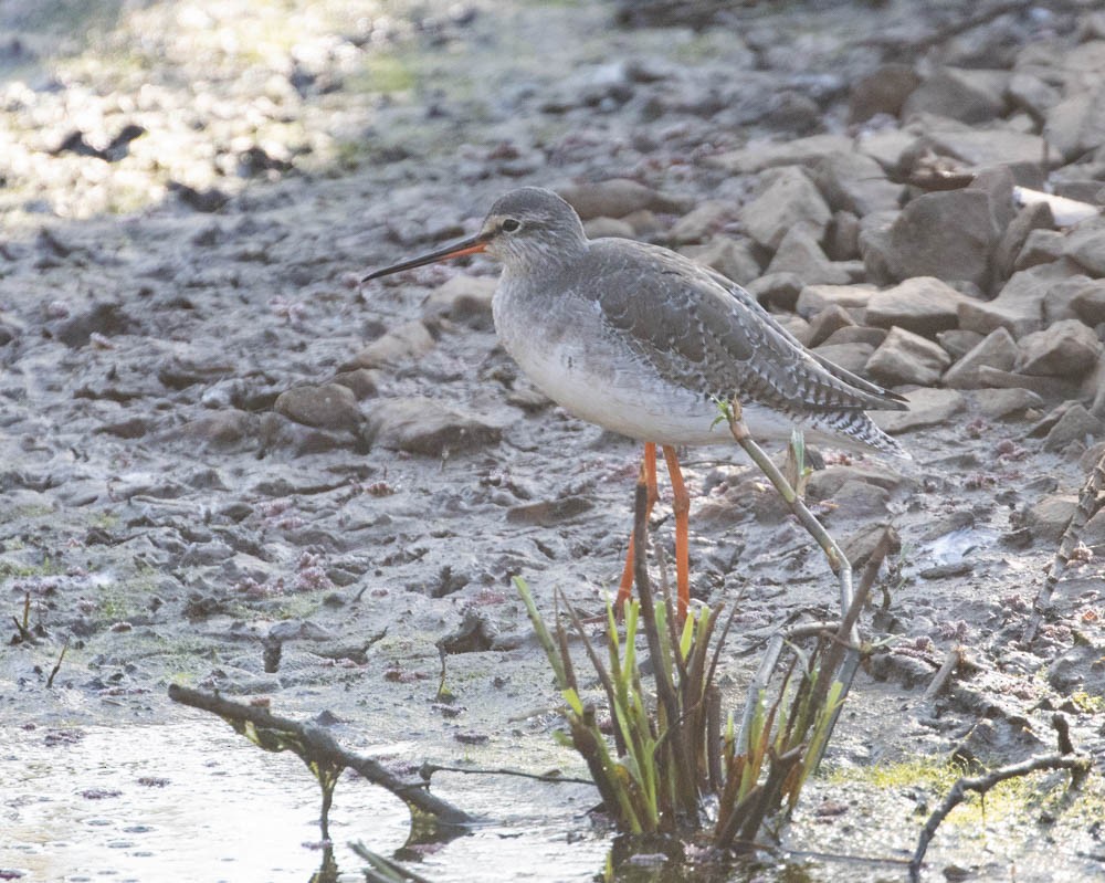 Spotted Redshank - ML577733801