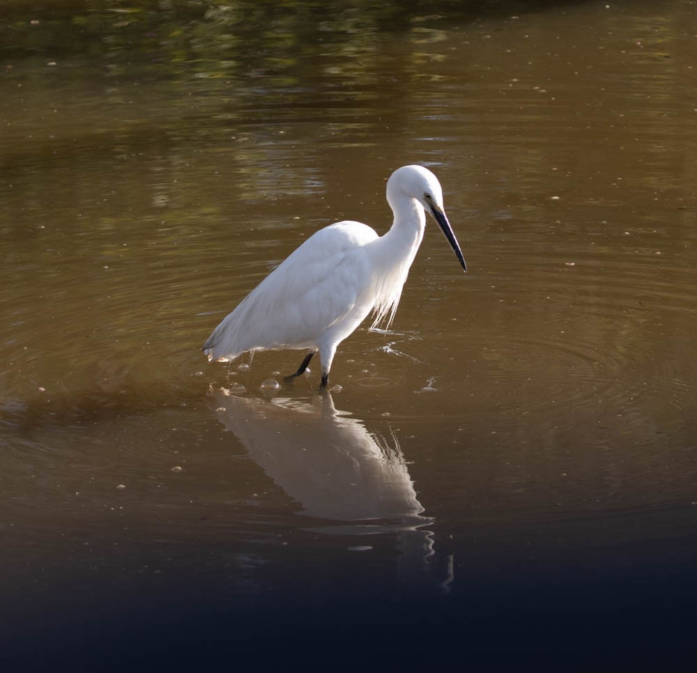 Little Egret - ML577734031