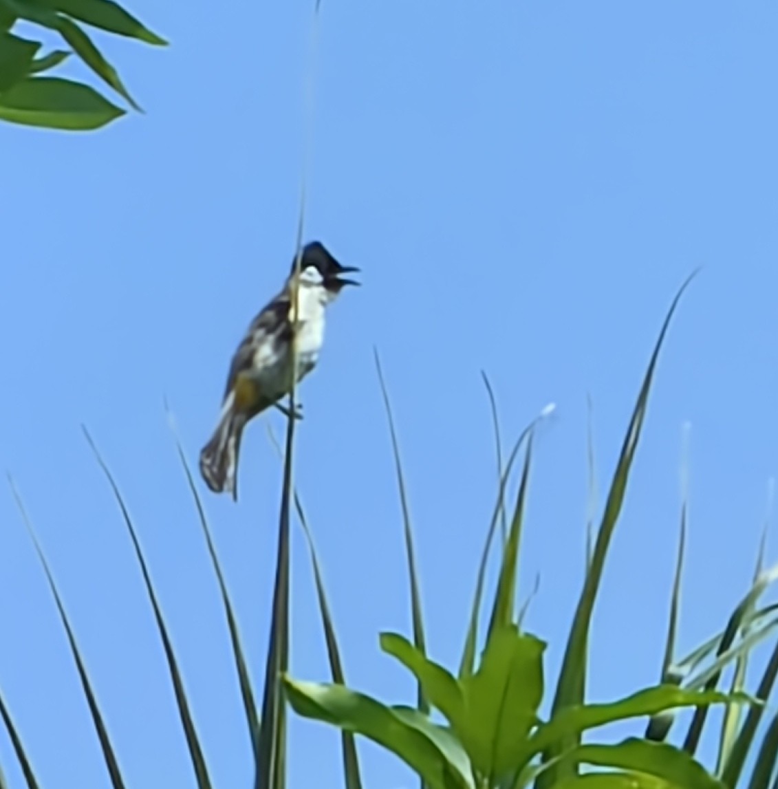 Sooty-headed Bulbul - ML577734101