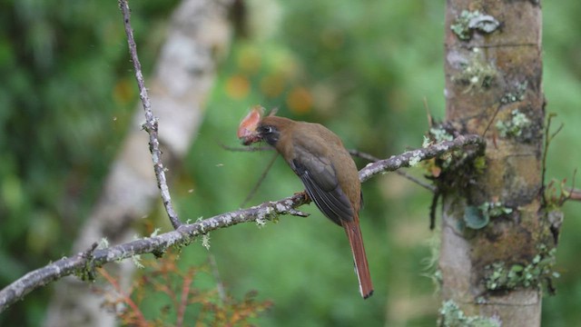 Trogon masqué - ML577734811